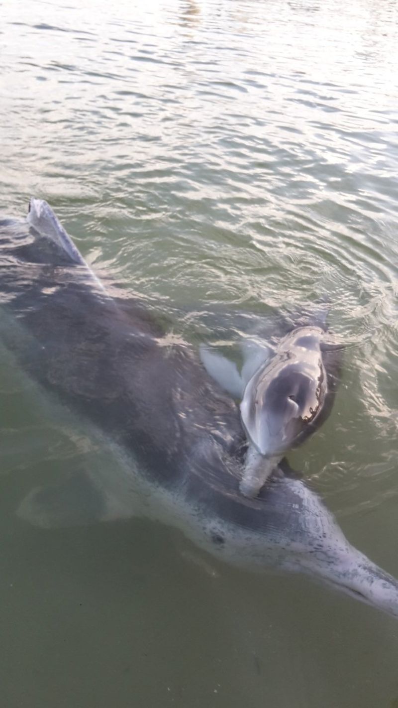 Meet Ella with her calf Joe when you feed the dolphins at Tin Can Bay
