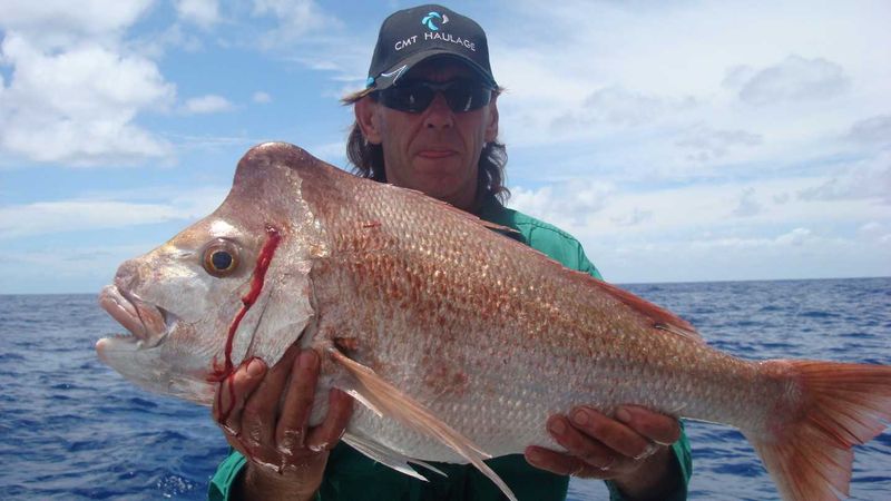 Sipple boys got amongst quality snapper on Baitrunner