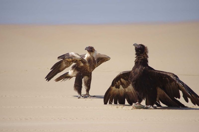 Garry Hewitt winning photo ‘Wedge-tailed eagles at Sandy Cape, Fraser Island’