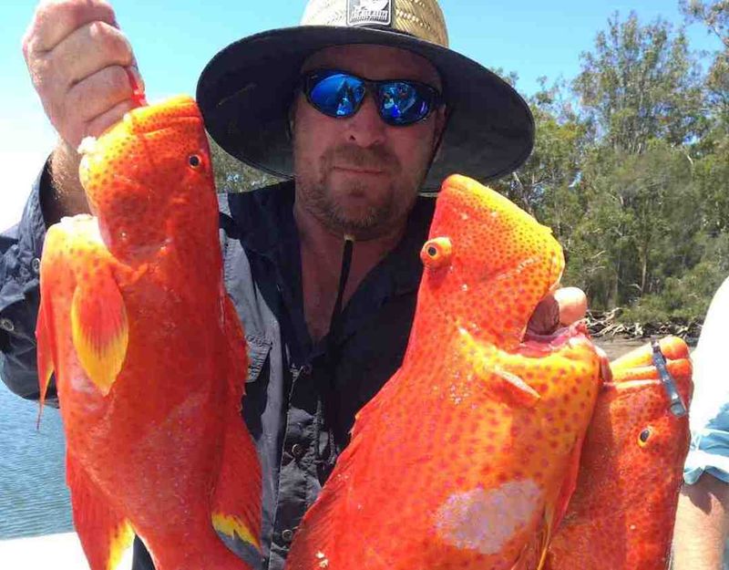 Bribie island regular Bau added these trout to his mixed bag which also included a nice Red Emperor