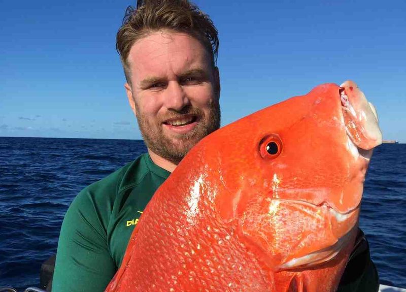 Parrot and Red Emperor in abundance! post image