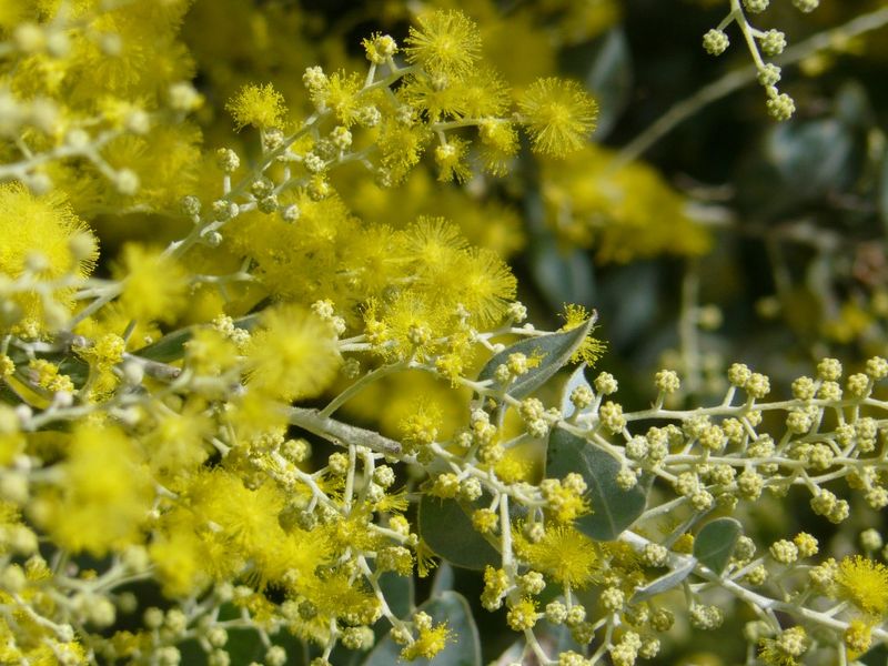 Cooloola Coast Ambulance Flower Show