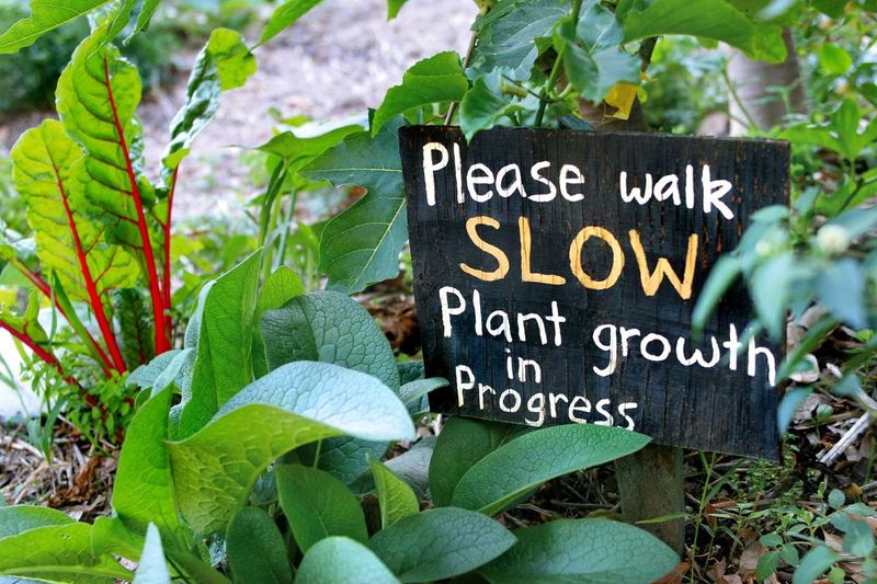 Gour MAY gympie garden expo