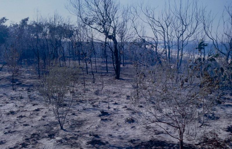 The Rainbow Beach fire of September 1984 leaves the dunes blackened