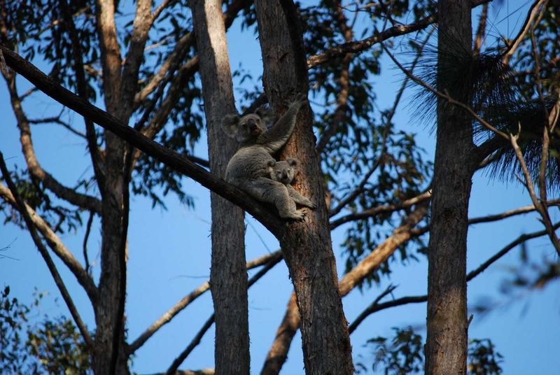 Attend a tree planting in Kia Ora to help our wildlife Image Melissa Jackson