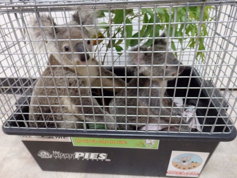 Look out for our koalas on Tin Can Bay Road! post image