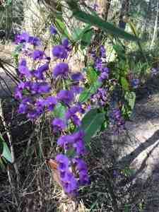 Messmate Park Bushcare Group plant
