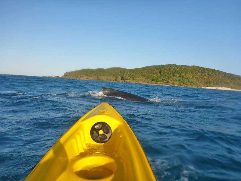 It's a whale highway! post image