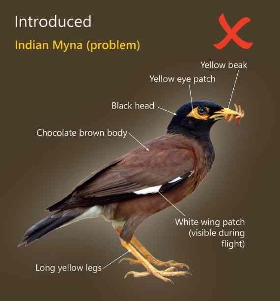 Myna Birds are a Major Problem