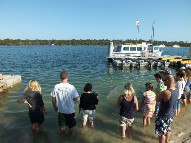 Ecotourism Opportunity ...... Dolphin Ferry Cruises is for Sale !!! post image