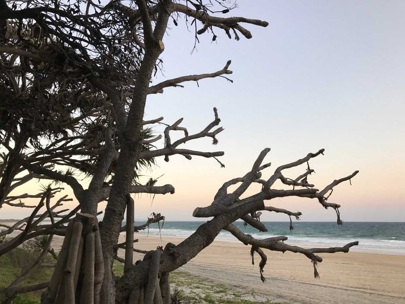 Our pandanus trees are in trouble - Council is working to limit the damage in Rainbow Beach