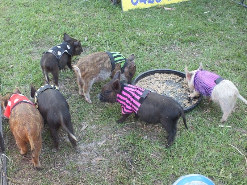 pig day out