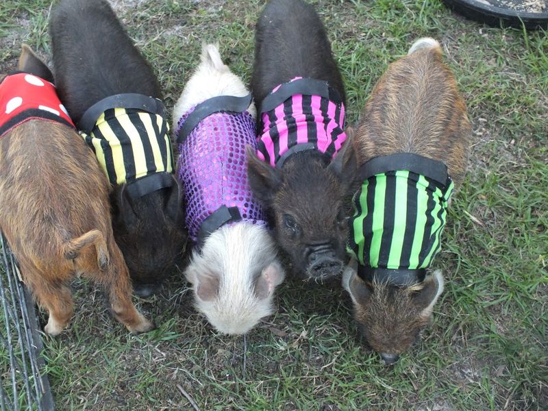 The pigs are coming! post image