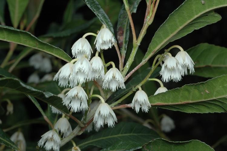 Plant of the Month - Elaeocarpus reticulatus - M. Fagg - November 2022