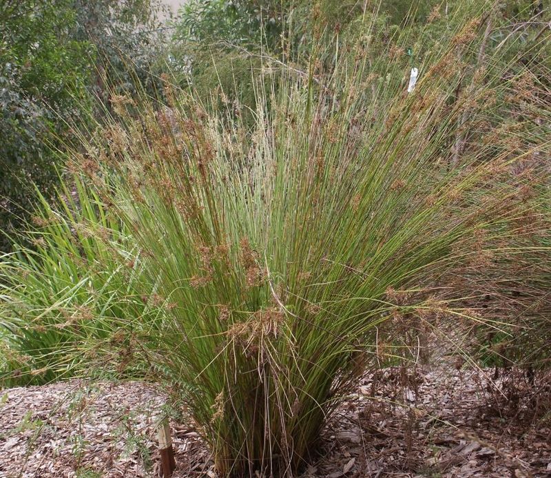 Plant of the Month Jan 2023 - Juncas usitatus, known as ‘Common Rush’