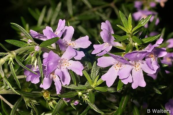 Westringia, commonly known as native or coastal rosemary