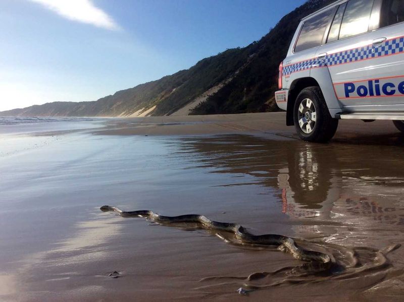 A Sea Snake is only one of the dangerous creatures Police meet in the line of duty