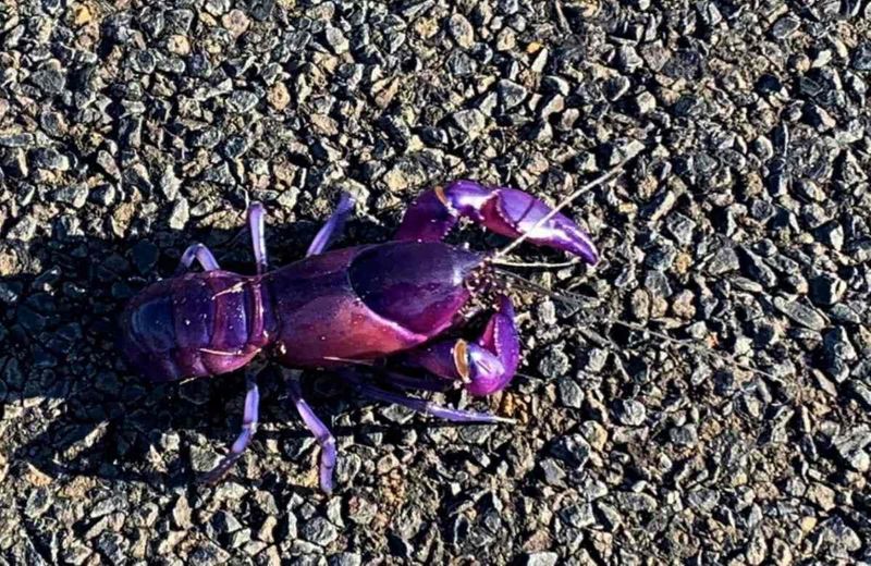 Purple Yabby - Cherax robustus