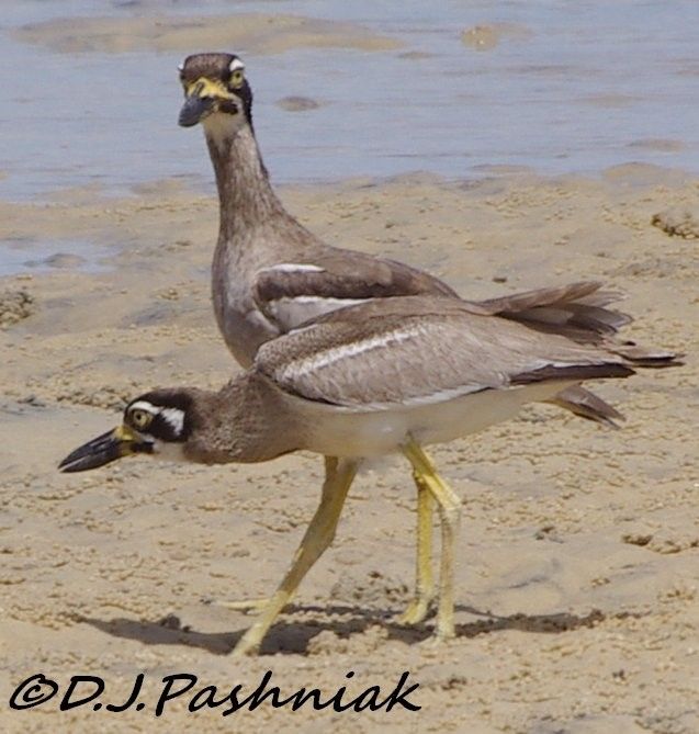 Birds around the bay post image