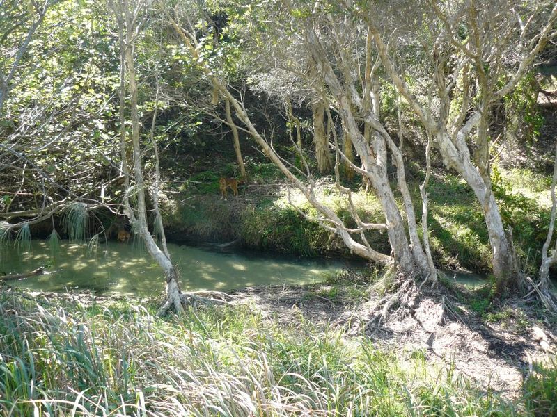 Smoke Alert – Southern Fraser Island, Great Sandy National Park post image