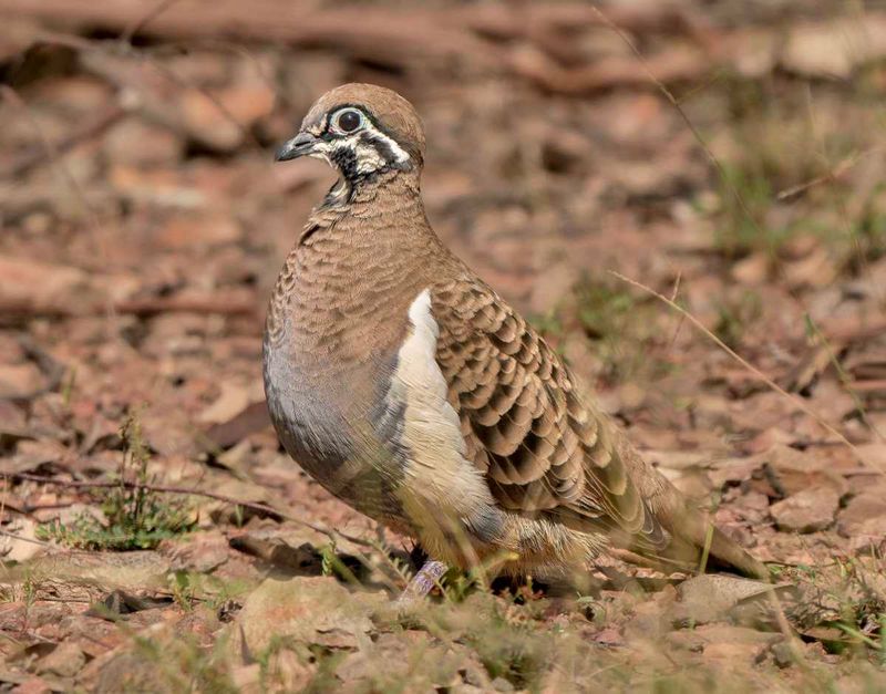 Squatter Pigeon - photo credit Scott Humphris