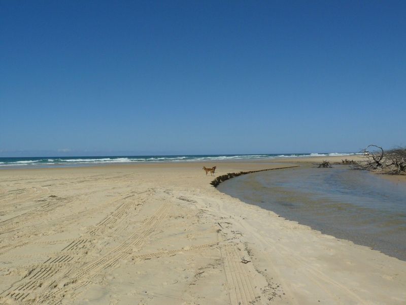 Catch some tailor on beautiful Fraser Island and you could win!