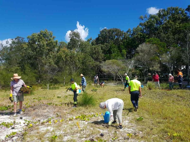 Busy bees planting away along the new boardwalk
