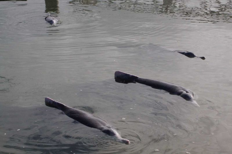Tourism - Dolphin Centre feeding