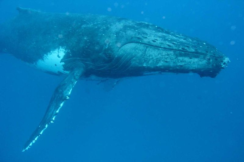 Wolf Rock Dive Close encounter