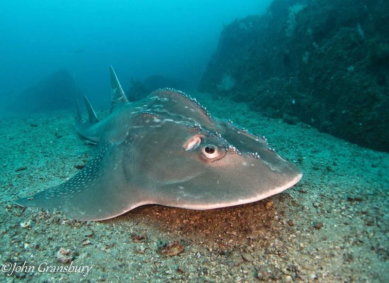 Bow Mouth Guitar Shark or ‘Shark Ray’