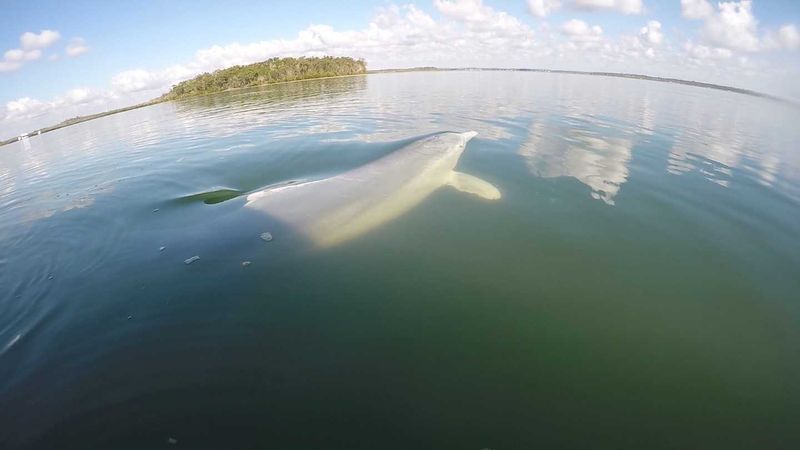 Wolf Rock Dive charters often spot our local dolphins