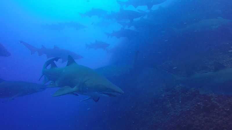 There are about fifty grey nurse sharks daily on a Wolf Rock Dive
