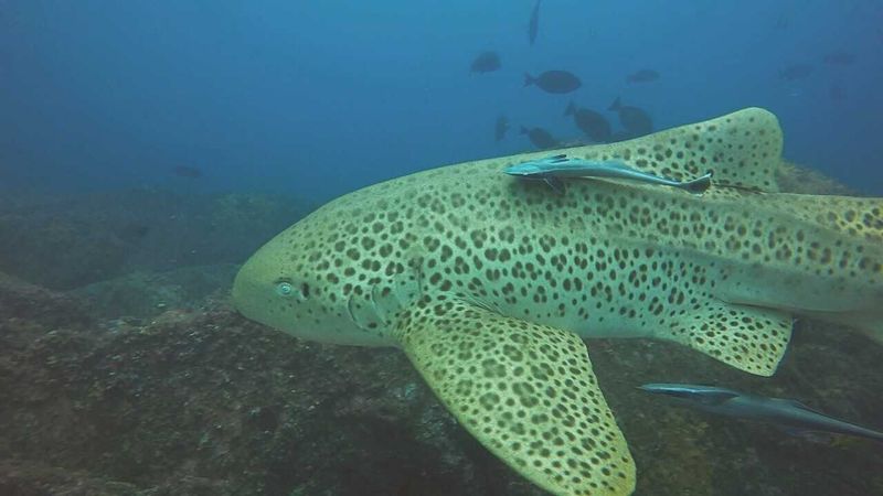 Great diving conditions at Wolf Rock - Leopard Shark