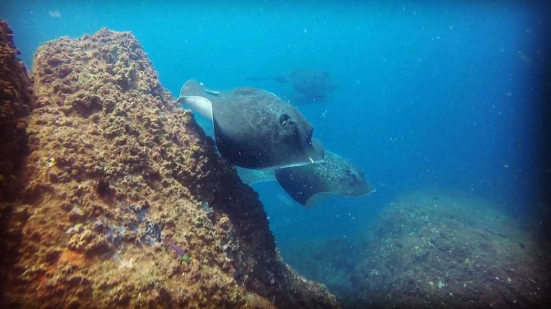 Bull rays aren’t the only marine life you’ll find this month at Wolf Rock Dive