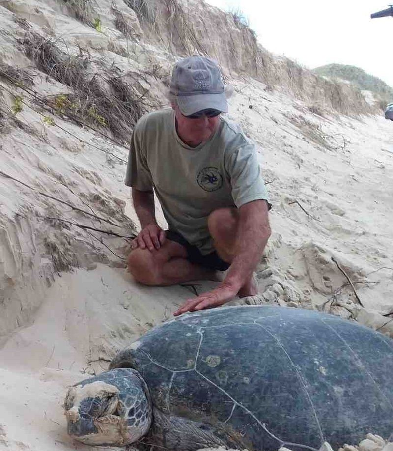 Murray Sambell, trained TurtleCare volunteer, clears sand off the flippers of the huge green turtle at Double Island Point re