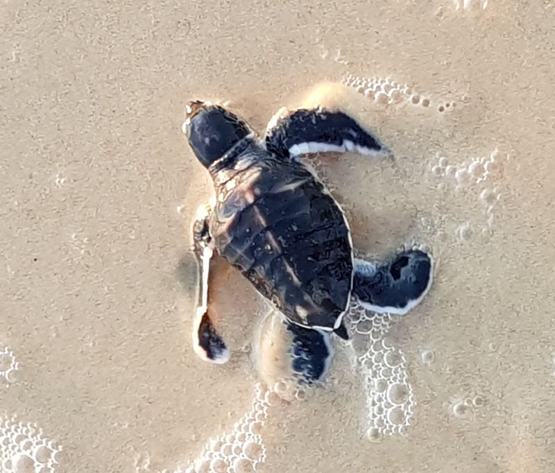 Photo by Turtlecare volunteer Jan Waters - one of the latest hatchlings to make it to the water alive and well at Rainbow Bea
