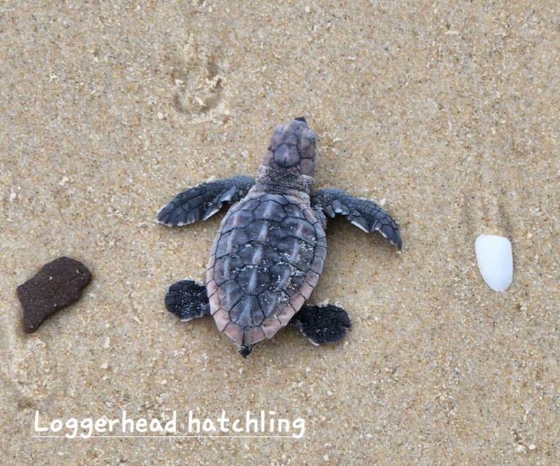 Loggerhead hatchling on Teewah Beach in January 2023