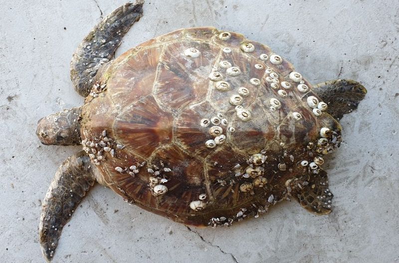 Juvenile turtle that was stranded on the end of K’Gari (Fraser Island) and sent to Australia Zoo Animal Hospital for treatmen
