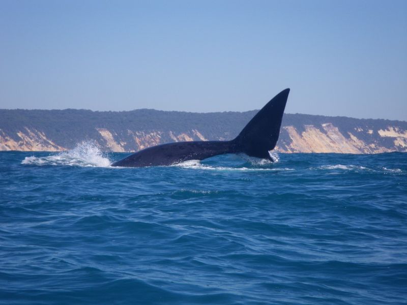 Up close and personal - on an Epic Ocean Adventure kayaking tour