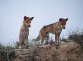 Dingoes normally sit quietly to survey their territory for prey; they may be closer than you think. Photo: QLD Government