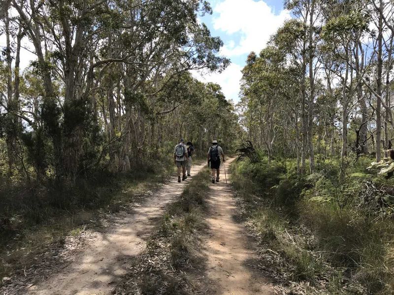 Wildflowers - One of the appealing tracks off Rainbow Beach Road