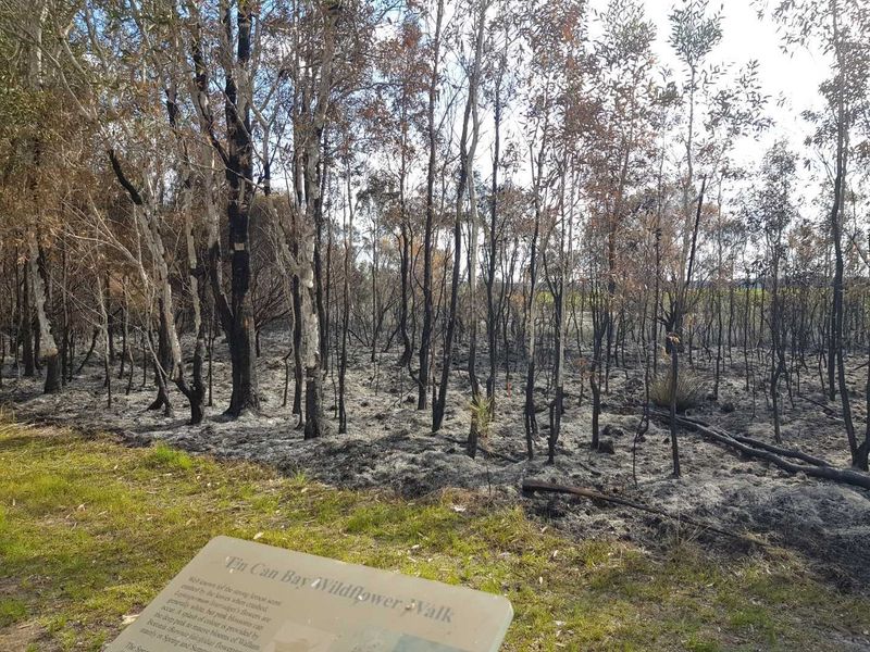 Wildflower Fire 2019 Foreshore Burnt