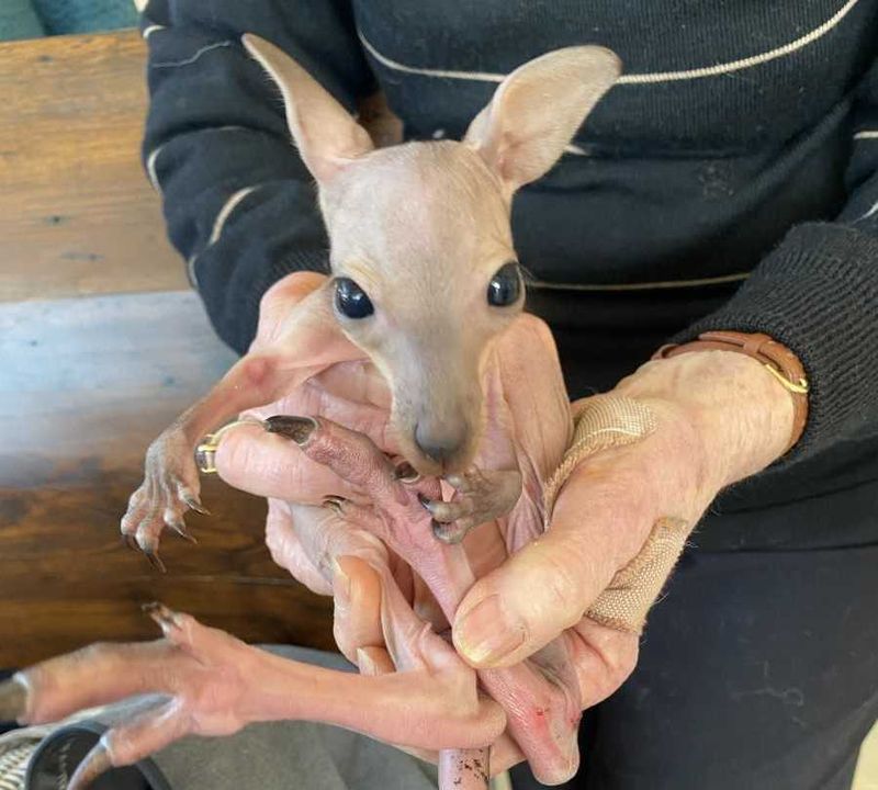 Rescued redneck from Carters Ridge