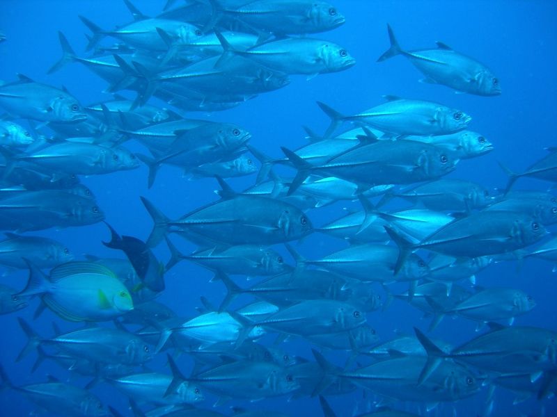 School of bigeye trevally