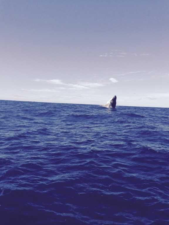 Whales and more whales post image