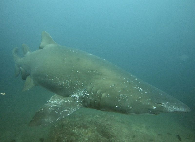 Mating scars on the one of the Grey Nurse Sharks at Wolf Rock.