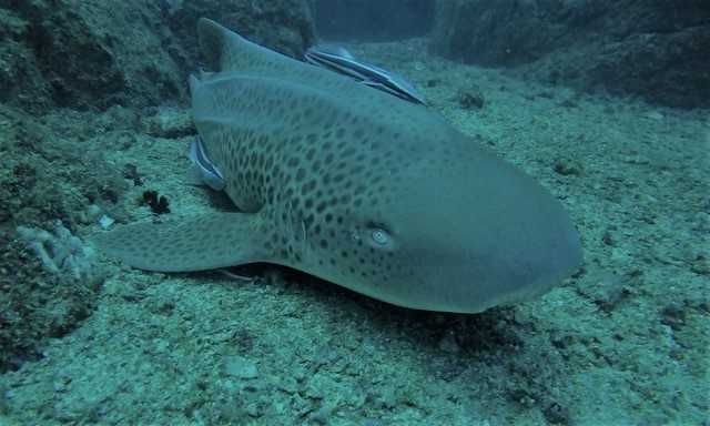 Leopard sharks breathe without swimming!