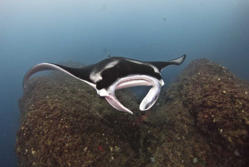 Wolf Rock Dive - Manta Ray