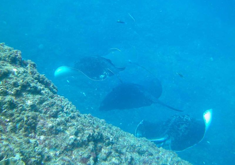 Bull rays at Wolf Rock