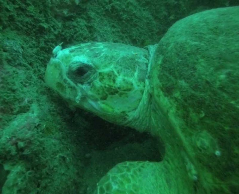 Wolf Rock Dive - 'Lily' the loggerhead turtle